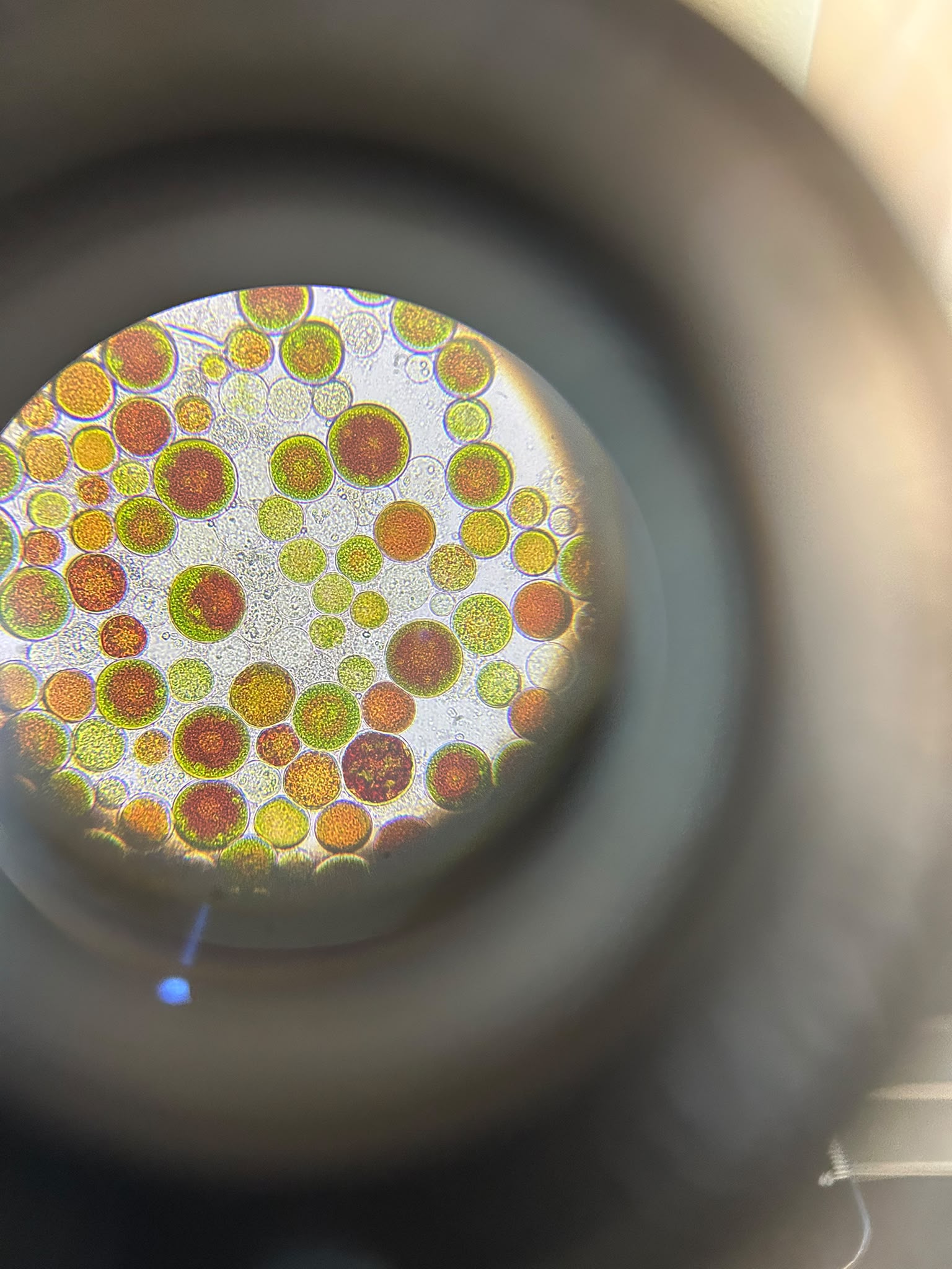 Microalgae observed under the microscope